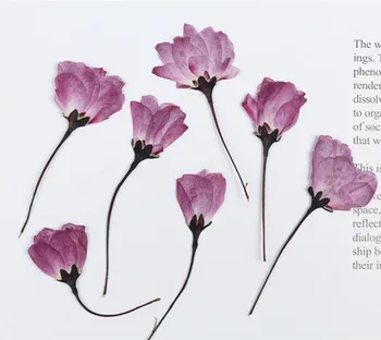 60pcs,Dabas Nospiests begonia Ziedu ar stumbru,Mūžīgo Cherry blossom par DIY Kāzu ielūgumi Foto Grāmatzīmi Dāvanu Kartes