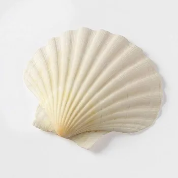 1 Pāris 10~14cm Dabas Venus Apvalks Balts Kokosriekstu Seashell Mājās Kāzu Akvāriju Dekorēšana Paraugu Dekori Gliemežvāki