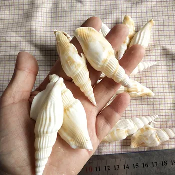 30Pcs caurumu gliemene Krāsains Venus Čaulas Dabas Seashell no Jūras Pludmales Liela Korpusa Ar Atverēm, kas paredzētas rotaslietas DIY Mākslas Amatniecības Dekori