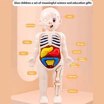 Montessori 3D Puzzle Cilvēka Ķermeņa Anatomiju Modelis Izglītības Mācību Orgānu Saliktas Rotaļlietas Ķermeņa Orgānu Mācību Līdzeklis Bērniem