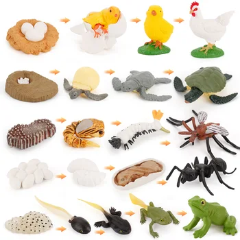 Montessori Dzīvnieku Dzīves Cikla Valdes Bērniem, Rotaļlietas, Montessori Mācību līdzekļiem, Mācību un Izglītojošās Spēles Bērniem C64W